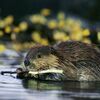 A Saturday wetlands walk around the Glades, on High Knob, will feature beaver along with their dams and lodges.