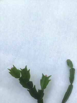 Thanksgiving cactus on left, Christmas cactus on right.